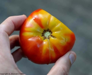 This fruit clearly has a <b> yellow shoulder </b> (yellow shoulder) at the level of the peduncle.