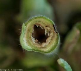 Damage due to <b> <i> Pseudomonas corrugata </i> </b> (black pith, tomato pith necrosis) on this stem in cross section.