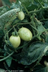 These fruits reveal black punctate lesions reminiscent of fly frass.  <b> <i> Pseudomonas syringae </i> pv.  <i>tomato</i> </b> (speckle, bacterial speck)