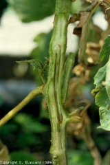 The vessels are also affected.  Here we see very brown streaks of vessels.  The pith is moist and brownish in places.  <b> <i> Ralstonia solanacearum </i> </b> (bacterial wilt)