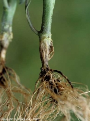 A brownish canker, rather dry and well defined, surrounds the base of these tomato plants.  <i> <b> Rhizoctonia solani, Thanatephorus cucumeris </b> </i> (<i> Rhizoctonia </i> basal stem canker)