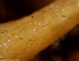 The brown and branched mycelia of <b> <i> Rhizoctonia solani </i> </b> are clearly visible on this root (damping-off, <i> Rhizoctonia </i> root rot, basal stem canker)