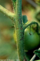 Stem damage caused by <b> <i> Xanthomonas </i> sp. </b> (bacterial scab, bacterial spot)