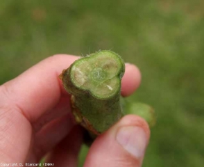 This stem, in cross section, shows brown areas relating to the presence of <b> <i> Verticillium dahliae </i> </b> (<i> Verticillium </i> wilt).