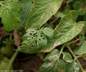 On these tomato leaflets, we can note the presence of numerous mines, but on one of them the blade is eaten by a <b> noctuid </b>.