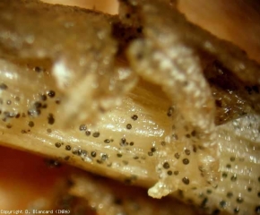 On this root system resulting from a soilless culture, the cortex is completely decomposed and many microsclerotia have formed on it and on the central cylinder.  <b> <i> Colletotrichum coccodes </i> </b>