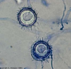 <i> Pythium spinosum, P. periplocum </i> ... form more or less ornamented oogonia which are at the origin of oospores.  One of the three structures present can be referred to as an aplerotic oospore.  <b> <i> Pythium </i> spp. </b> (damping-off, root and basal rots, damping-off, foot and root rot, buckeye rot)