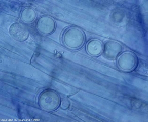 Round, thick-walled oospores more or less fill the cells of the cortex;  they frequently materialize the presence in the roots of <b> <i> Pythium </i> spp. </b> (root and basal rots, foot and root rot, buckeye rot)