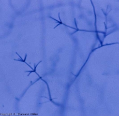 The conidiophores of <b> <i> Verticillium dahliae </i> </b> are branched into whorls (verticillium wilt, <i> Verticillium </i> wilt). 