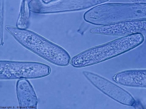 The first conidium is pus or less lanceolate and pointed at its tip.  The second is more or less ellipsoidal to cylindrical.  Their measurements are variable: 30-80 x 12-22 µm.  <b> <i> Leveillula taurica </i> </b> (powdery mildew)La première conidie est pus ou moins lancéolée et pointue à son extrémité. La seconde est plus ou moins ellipsoïdale à cylindrique. Leurs mensurations sont variables : 30-80 x 12-22 µm. <b><i>Leveillula taurica</i></b> (oïdium, powdery mildew)