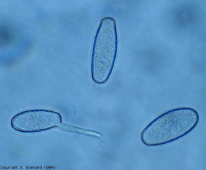 <b> <i> Oidium neolycopersici </i> </b> produces rather isolated hyaline conidia, ellipsoid to ovoid, measuring 22-44 x 10-20 µm.  <b> Powdery mildew </b>