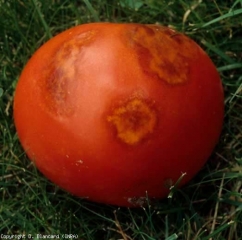 The consequences of <b> bedbug </b> bites are very spectacular on this fruit.  Large dark lesions in the form of a diffuse chlorotic ring are visible around each of the bite marks.