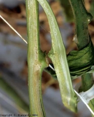 A longitudinal cut in this petiole shows a slight vascular browning on one side, and a much more marked alteration of the vessels and contiguous tissues on the other, in particular the pith which takes on a reddish brown tint.  <b> <i> Clavibacter michiganensis </i> subsp.  <i>michiganensis</i> </b> (bacterial canker)