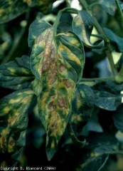 Ultimately, the invaded tissues end up dying.  The spots then gradually necrosis in their center, and then appear brownish lesions sometimes concentric.  <b> <i> Leveillula taurica </i> </b> (powdery mildew)