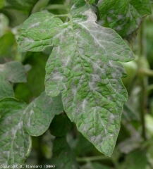 Again, the development of powdery mildew on the leaf blade leads to the appearance of brownish necrotic lesions under the mycelial colonies.  <i> <b> Oidium neolycopersici </b> </i> (powdery mildew, downy mildew)