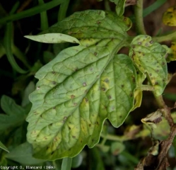 The spots are small, brownish and dull, and the center gradually lightens to a beige tint.  <i> <b> Stemphylium solani </b> </i> (stemphyliosis)