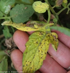 Heavily affected leaflets may turn yellow and even dry out.  <i> <b> Stemphylium solani </b> </i> (stemphyliosis)