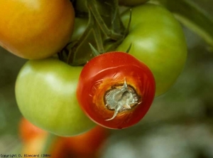 A rot surrounds the stalk scar of this mature fruit.  Wet and soft, it is the cause of tissue collapse.  A velvety green gray covers it in its center.  <b> <i> Penicillium </i> sp. </b> (fruit rots)