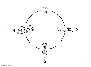 noctuelle_Figure17_tomate_DB_820