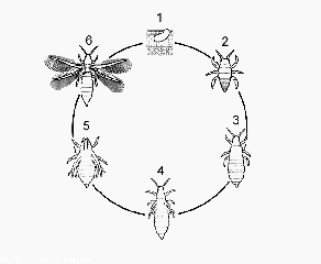 thrips_Figure27_tomate_DB_822