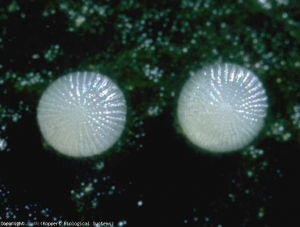 Eggs of <b> <i> Chrysodeixis chalcites </i> </b> (moth)