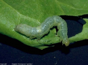 Caterpillar of the moth <b> <i> Autographa gamma </i> </b> (moth)