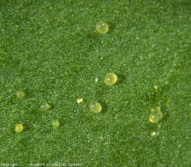 Tiny mite eggs (<b> <i> Tetranychus urticae </i> </b>, weaver mite, spider mite)