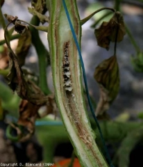 If conditions again become unfavorable for <b> <i> Pectobacterium carotovorum </i> </b>, the lesions in the marrow gradually necrotize and dry up.