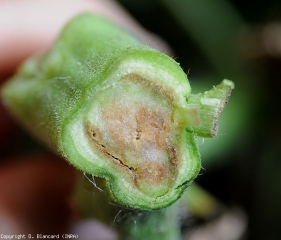 Appearance of internal alterations of the stem associated with the parasitism of <b> <i> Clavibacter michiganensis </i> subsp.  <i>michigansensis</i> </b>.  (cross section, advanced symptoms) (bacterial canker)