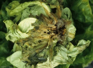 The rot is now widespread on other leaves;  it completely damaged the collar.  There is a gray mold as well as a few small black sclerotia on the tissues.  Portions of the leaf sometimes react to infection and take on a reddish tinge, especially at the taproot.  <b> <i> Botrytis cinerea </i> </b> ("gray mold")