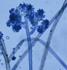 <i> <b> Botrytis cinerea </b> </i> ("gray mold") produces strong, long conidiophores, irregularly branched, gradually melanating at the base.