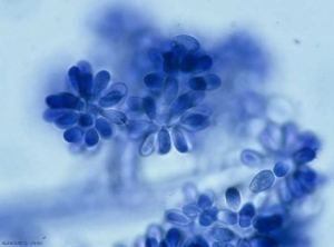 Conidia form at the end of the conidiophores where a bulb-shaped bulge is observed.  They are carried by a sterigma, have an ovoid to elliptical shape and a hyaline to slightly pigmented coloration (6-18 x 4-11 µm).  <b> <i> Botrytis cinerea </i> </b> ("gray mold")