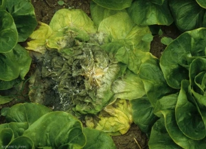 That girdle-necked lettuce suddenly collapsed.  The fungus has now invaded a significant part of the apple and some leaves are totally liquefied.  We can distinguish mycelial masses and rather sparse white mycelium.  <b> <i> Sclerotinia minor </i> </b> ("<i> Sclerotinia </i> drop")