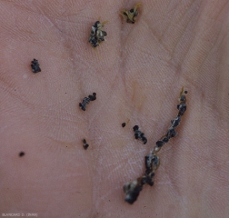 <b> <i> Sclerotinia minor </i> </b> ("<i> Sclerotinia </i> drop") forms small, often aggregated black sclerotia measuring 0.5 to 2 mm in diameter.