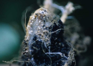 Circular sclerotia (0.5 to 1.5 mm in diameter) form within the mycelium;  their color changes from white to more or less dark brown.  <b> <i> Athelia rolfsii </i> </b> (<i> Sclerotium rolfsii </i>, "southern blight")