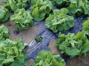 <b> <i> Pythium tracheiphilum </i> </b> ("lettuce stunt") becomes established very early in the vascular system of lettuce seedlings.  These subsequently show very slow growth.  This salad affected by this fungus is dwarf;  it contrasts sharply with the surrounding healthy and well-developed plants.