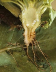 In addition to revealing vascular browning, diseased plants have a fairly reduced root system.  <b> <i> Pythium tracheiphilum </i> </b> ("lettuce stunt")