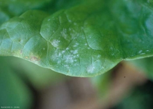 The fungus <b> <i> Golovinomyces cichoracearum </i> var.  <i>cichoracearum</i> </b> (powdery mildew), obligate parasite, disrupts the functioning of plant cells which die after a certain time.  This results in the appearance on the blade of fairly diffuse chlorotic sectors, becoming greyish to light brown. 