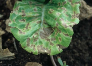 Several angular spots, delimited by veins, light brown, are the cause of partial chlorosis of the leaf blade.  <b> <i> Septoria lactucae </i> </b> (septoria, "<i> Septoria </i> leaf spot")