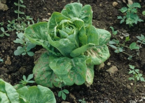 The lower leaves of this sucrine, a particularly sensitive salad, are strewn with angular and necrotic spots.  <b> <i> Septoria lactucae </i> </b> (septoria, "<i> Septoria </i> leaf spot")