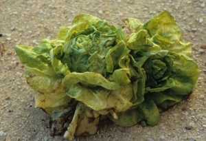 These two lettuces parasitized by nematodes are chlorotic and small in size.  <b> <i> Pratylenchus penetrans </i> </b> ("lesion nematodes")