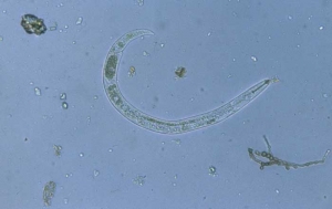 Paratylenchus401