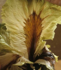 The midribs of many leaves of this curly chicory show a black coloration along most of the length.  <b> <i> Pseudomonas cichorii </i> </b> ("bacterial leaf spot")
