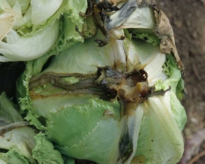 On this salad, the main veins of several low leaves show a more or less extensive rot.  <b> <i> Pectobacterium carotovorum </i> subsp.  <i>carotovorum</i> </b> ("bacterial soft rot")