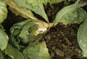 <b> <i> Sclerotinia sclerotiorum </i> </b> ("<i> Sclerotinia </i> drop") settled on the leaf in contact with the now decomposed soil.  Subsequently, it invaded several leaves and the crown.  We distinguish the characteristic cottony mycelium of white color.