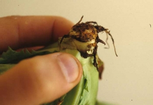 The corky and strangled collar of this young salad broke easily during the various cultivation operations.  The other part of the plant remained in the soil.
 <b> "Brittle collar" </b>