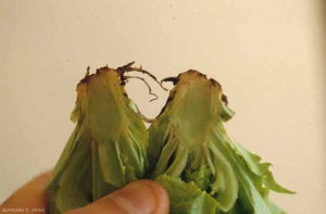The tissues are only very locally affected.  They are corky and have a brownish color which diffuses more or less towards the interior tissues.
 <b> "Brittle collar" </b>