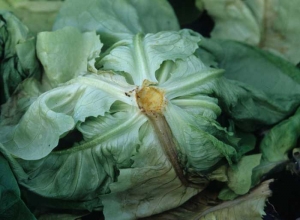 The root system of salads has disappeared.  We note on the stem the traces of many bites.
 <b> Vole damage </b>