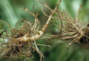 The root symptoms are quite varied.  There are corky and cracked sleeves.  <b> <i> Thielaviopsis basicola </i> </b> (<i> Chalara elegans </i>, "black root rot")