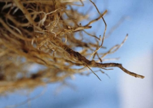 These alterations are also superficially corky and sometimes form real sleeves, as is the case with tomatoes.  <b> <i> Pyrenochaeta lycopersici </i> </b> ("fungal corky root")